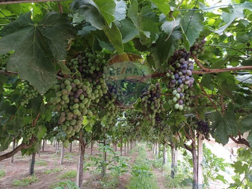 Agricultural land in Chiaramonte Gulfi