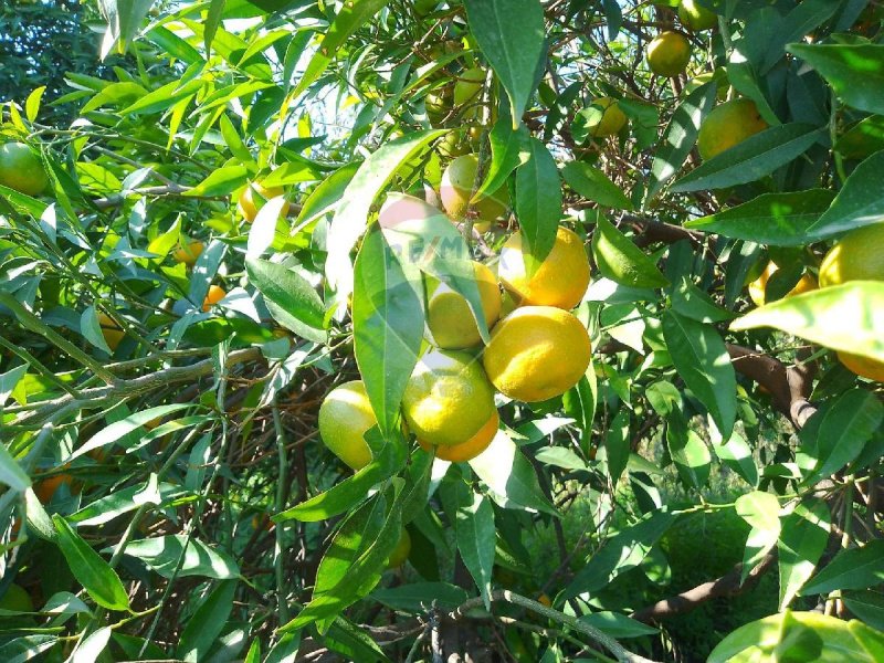 Terreno agrícola em Santa Venerina