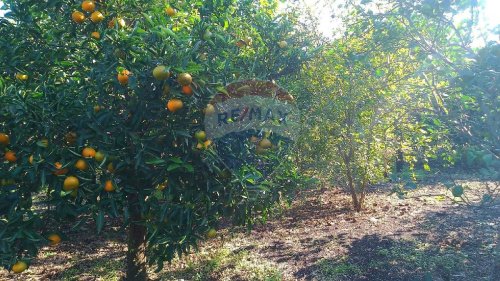 Landwirtschaftliche Fläche in Giarre