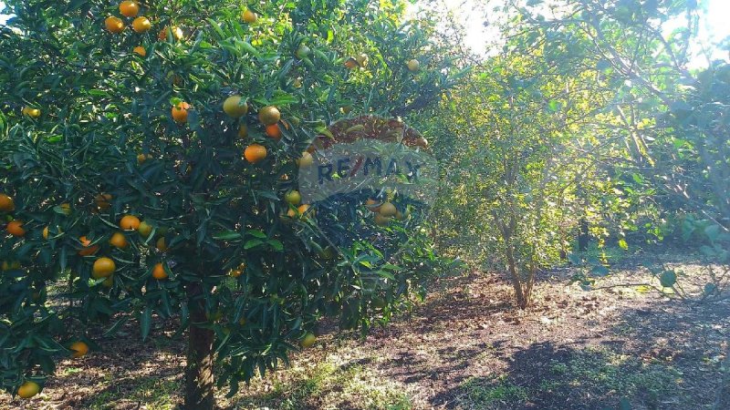 Landwirtschaftliche Fläche in Giarre