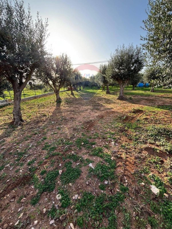 Terrain agricole à Terrasini