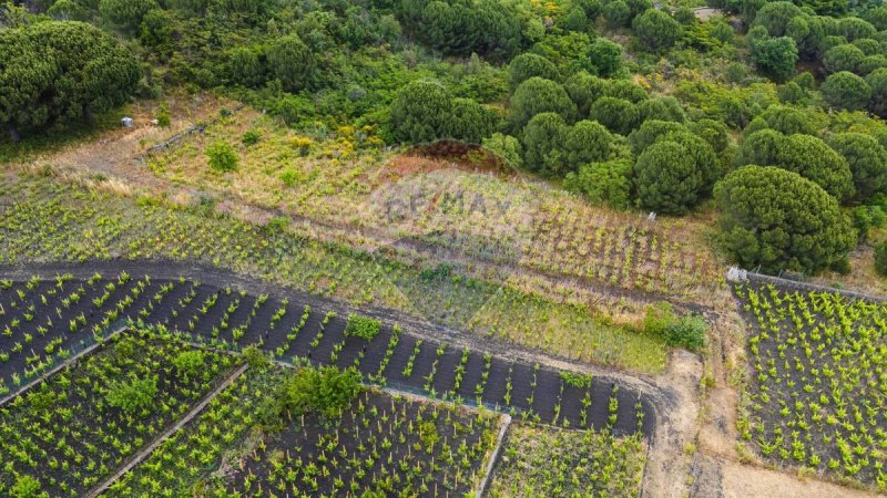 Jordbruksmark i Nicolosi