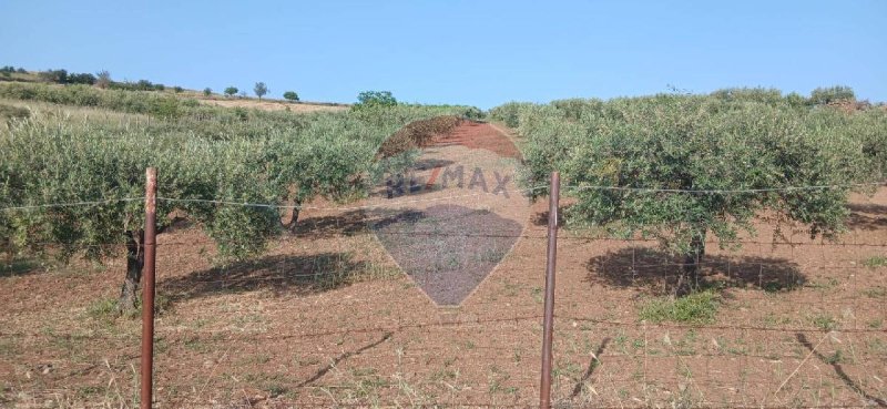 Terreno agrícola en Maniace