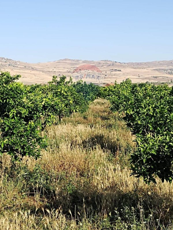 Landbouwgrond in Mineo