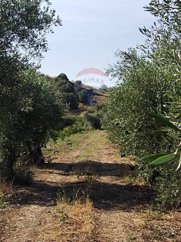 米内奥农用土地