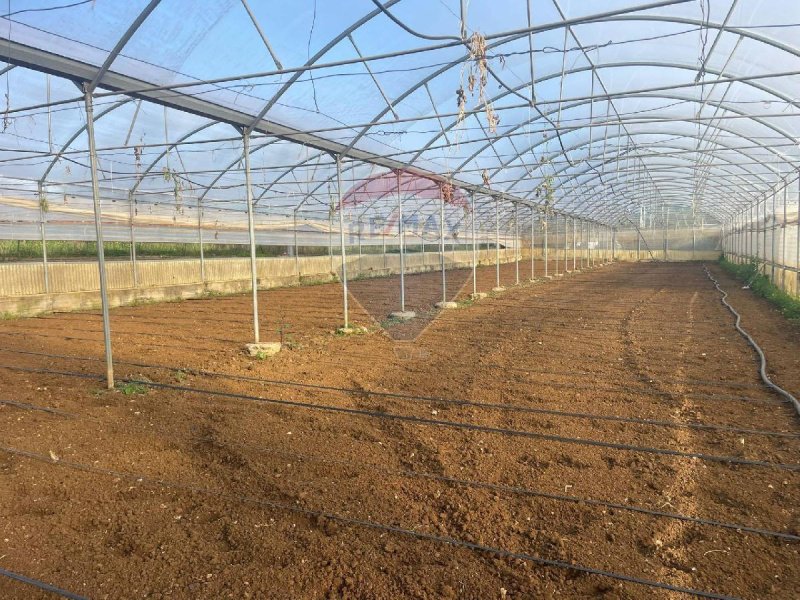 Lantgård i Partinico