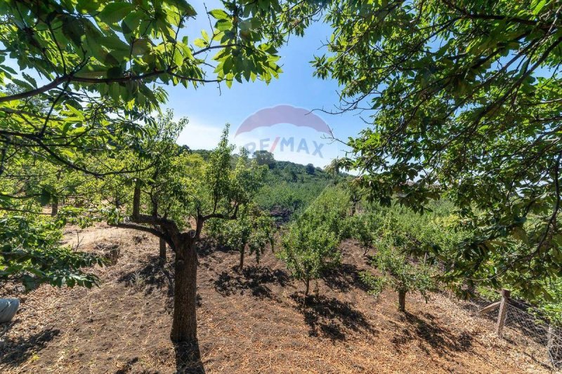 琴图里佩农用土地