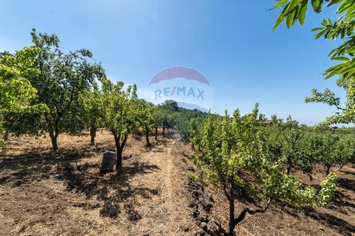 琴图里佩农用土地