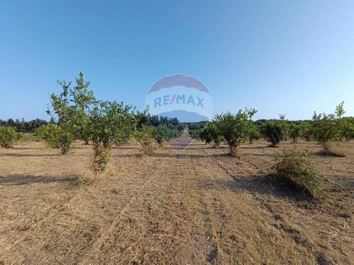 Terreno agrícola em Noto