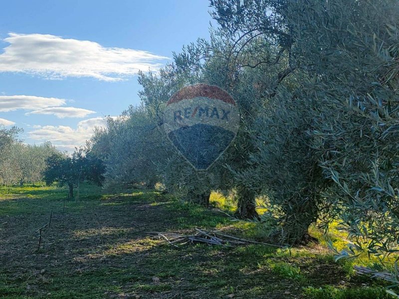 贝尔帕索农用土地