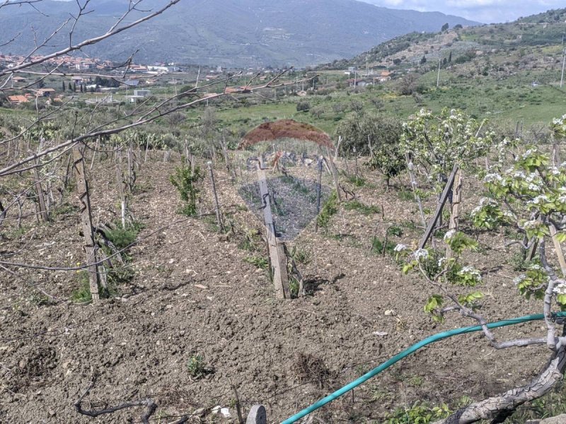 Сельскохозяйственный участок в Бронте