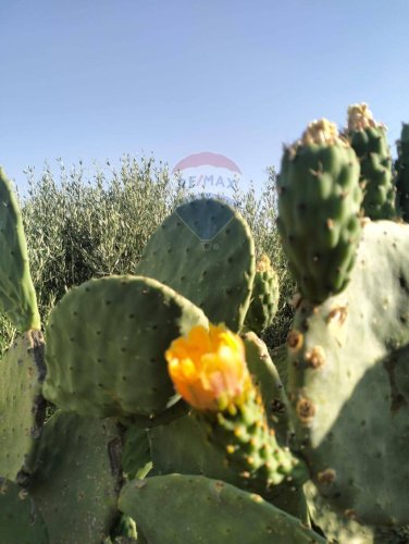 卡尔塔吉罗内农用土地