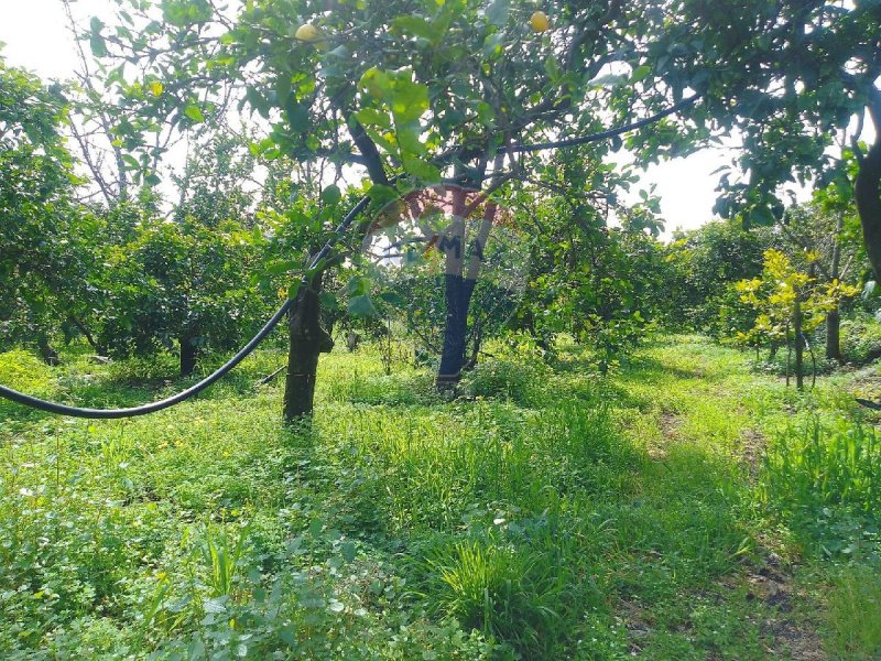 Terreno agrícola en Santa Venerina