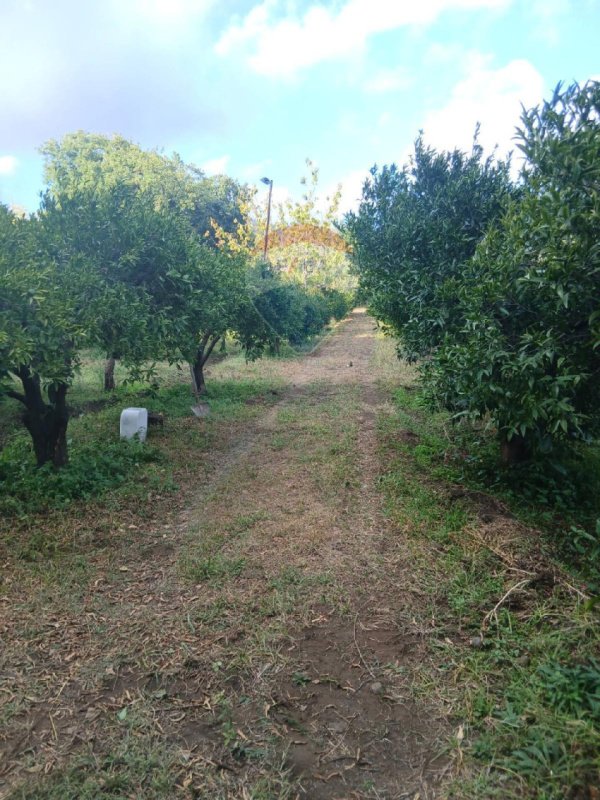 Terreno agrícola em Piedimonte Etneo