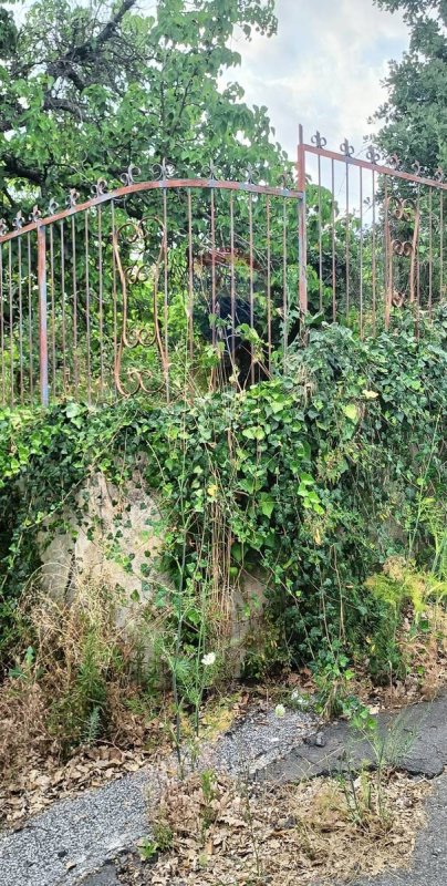 Terreno agrícola em Pedara