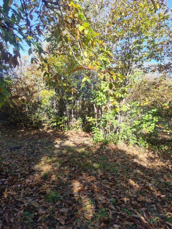 Landwirtschaftliche Fläche in Pedara