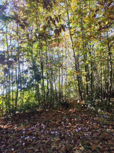 Landwirtschaftliche Fläche in Pedara