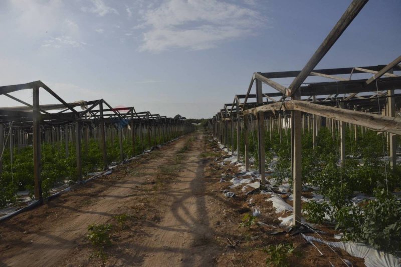 Terrain agricole à Vittoria