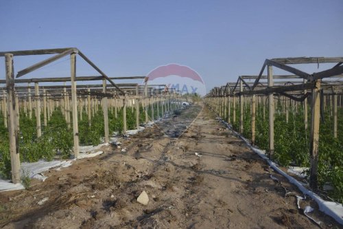 Terreno agrícola em Vittoria