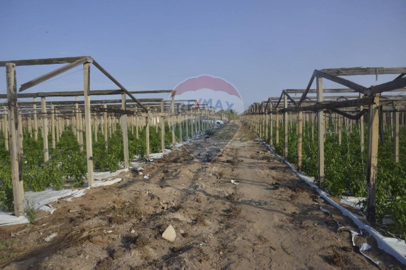 Terreno agrícola em Vittoria
