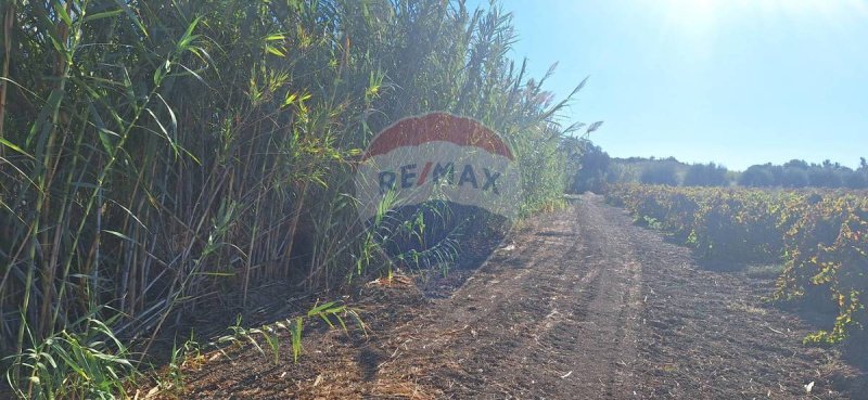 Terrain agricole à Noto