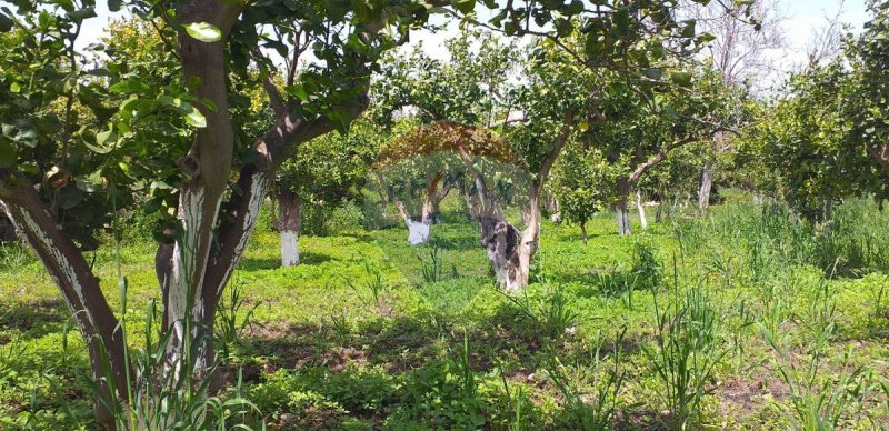 Terreno agricolo a Fiumefreddo di Sicilia