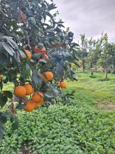 Terreno agricolo a Belpasso