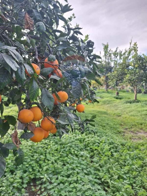 Terreno agricolo a Belpasso