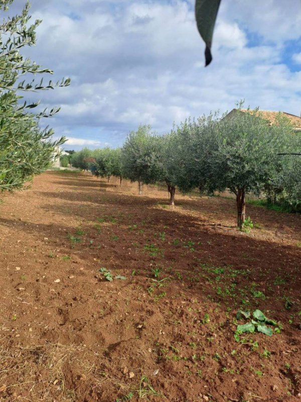 Сельскохозяйственный участок в Шикли