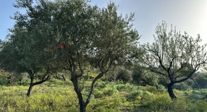 Сельскохозяйственный участок в Рандаццо