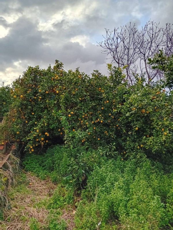 Сельскохозяйственный участок в Ачиреале