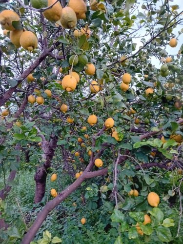 Сельскохозяйственный участок в Ачиреале