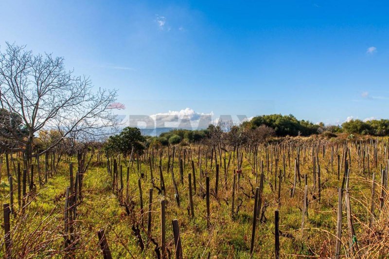 Сельскохозяйственный участок в Бьянкавилла