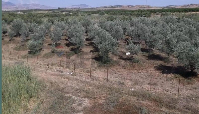 Agricultural land for sale in Paternò [798097] | Gate-away®