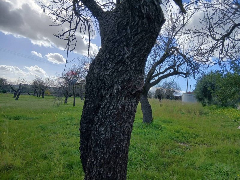 Строительный участок в Авола