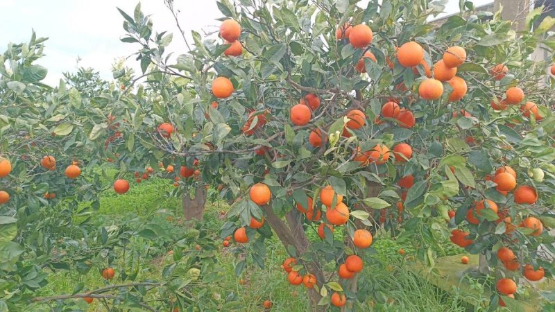Terreno agrícola en Belpasso