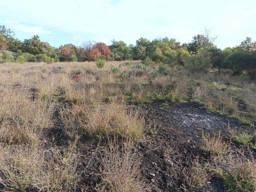 Landwirtschaftliche Fläche in Zafferana Etnea
