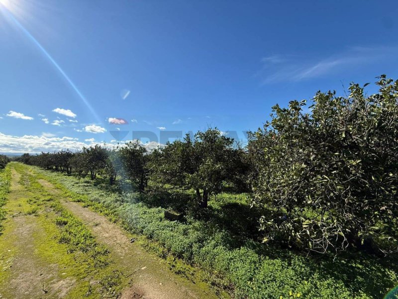 Jordbruksmark i Belpasso