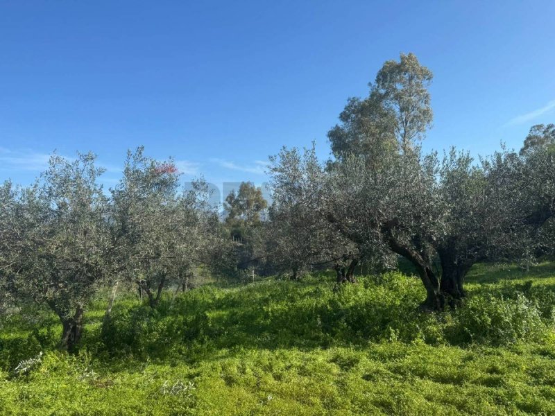 Jordbruksmark i Partinico