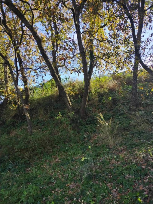 皮亚扎-阿尔梅里纳农用土地