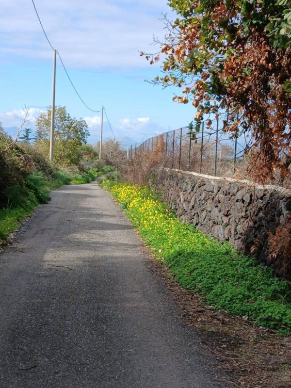 Terreno agrícola em Belpasso