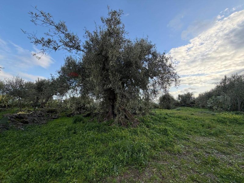 Terreno agricolo a Belpasso