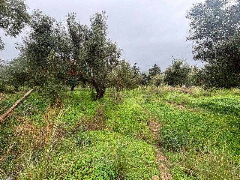 卡伦蒂尼农用土地