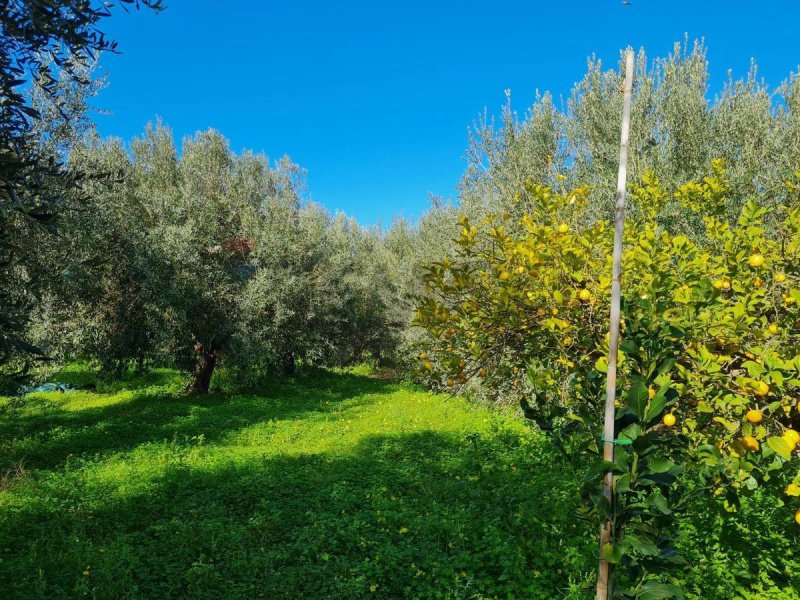 Сельскохозяйственный участок в Лентини