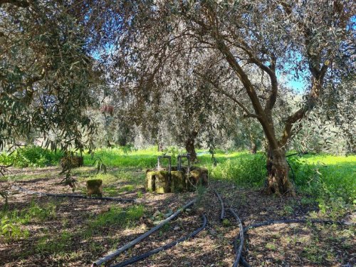 Сельскохозяйственный участок в Лентини