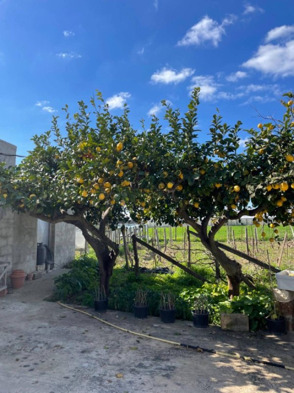 1 Bedroom Country house for sale in Scicli [805573] | Gate-away®