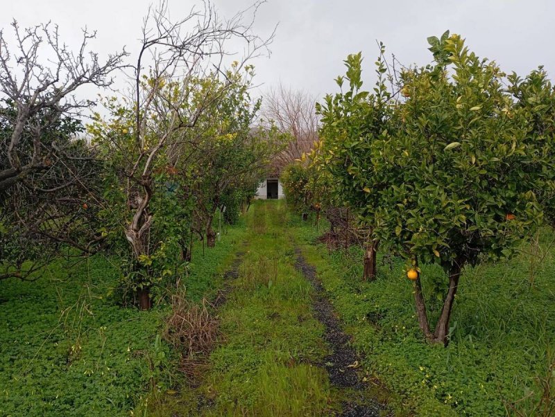 Сельскохозяйственный участок в Калатабьано