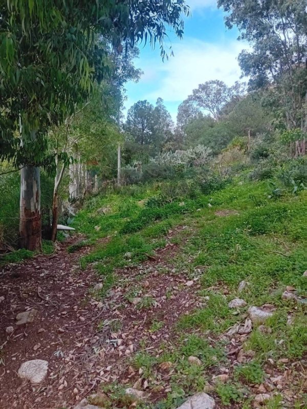 Terreno agrícola en Terrasini