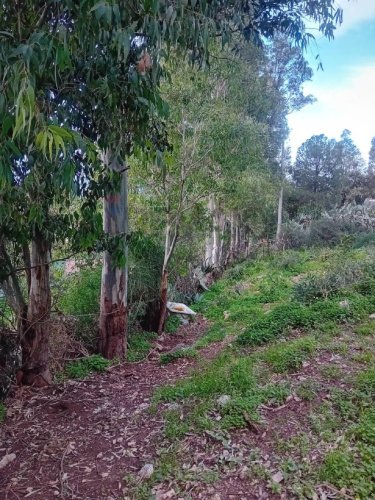 Terreno agrícola en Terrasini