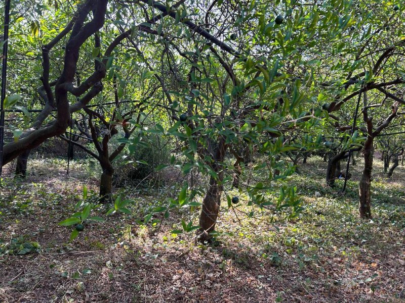 Terrain agricole à Villabate